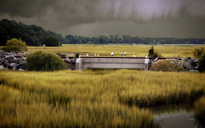 Birds on a bridge over a marsh under overcast sky