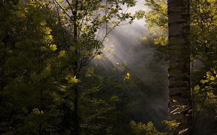 Sun rays filtering through a misty forest with foliage