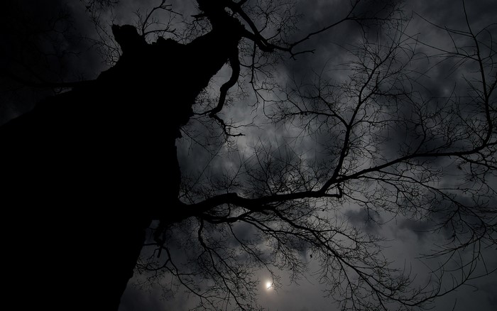 Silhouette of a bare tree against a cloudy night sky with the moon