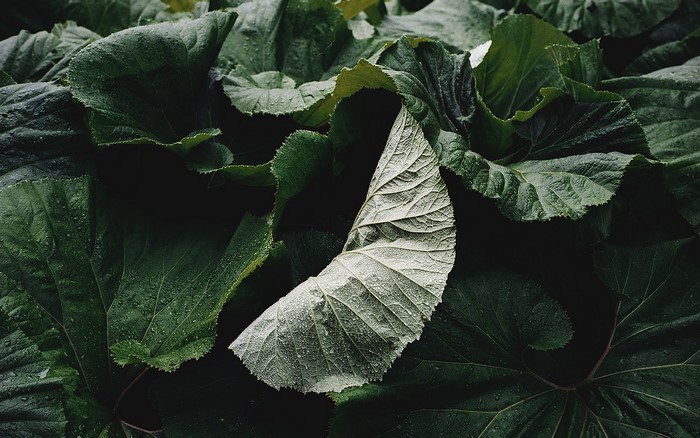 Close-up of wet green leaves with one pale leaf