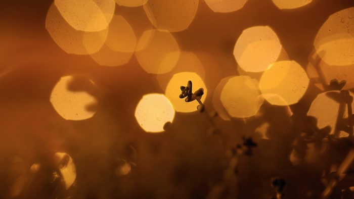 Close-up of a small plant with bokeh lights