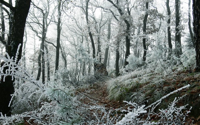 Frost covered trees in a misty winter forest