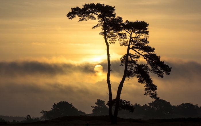 Silhouette of pine trees against a foggy sunrise