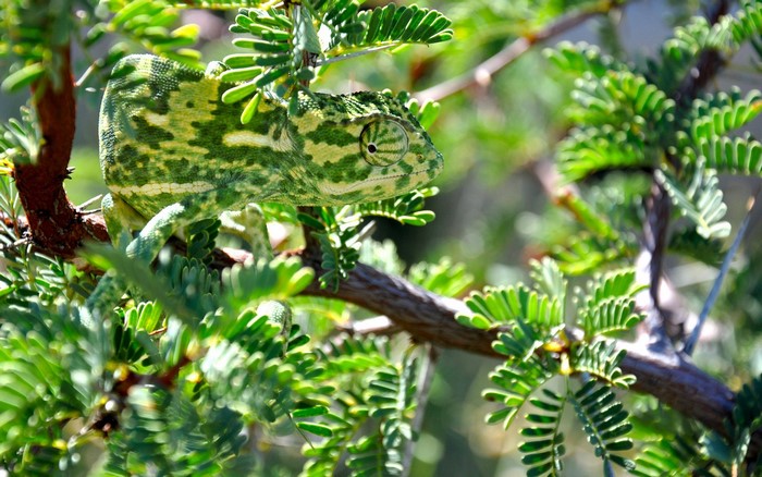 Chameleon camouflaged on a tree branch with green leaves