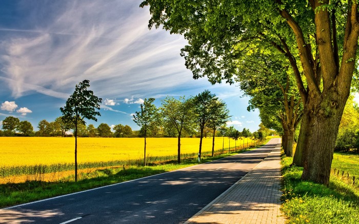 Road lined with trees and a yellow field