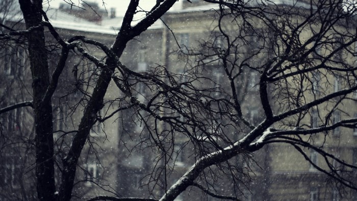 Bare tree branches in falling snow