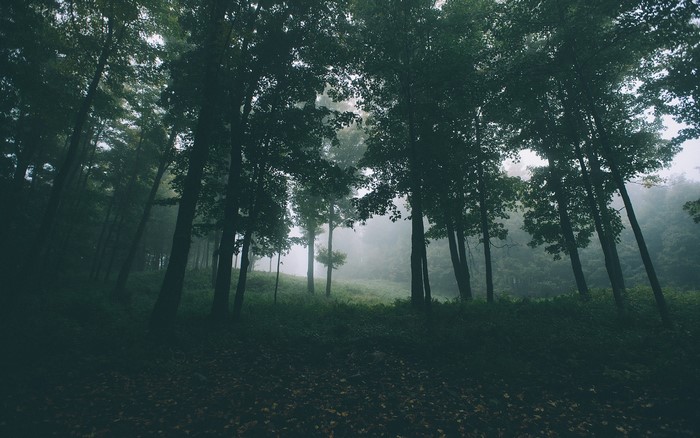 Misty forest landscape with tall trees