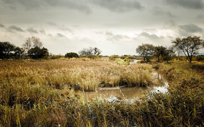 Overcast sky over a marshy landscape with reeds and trees