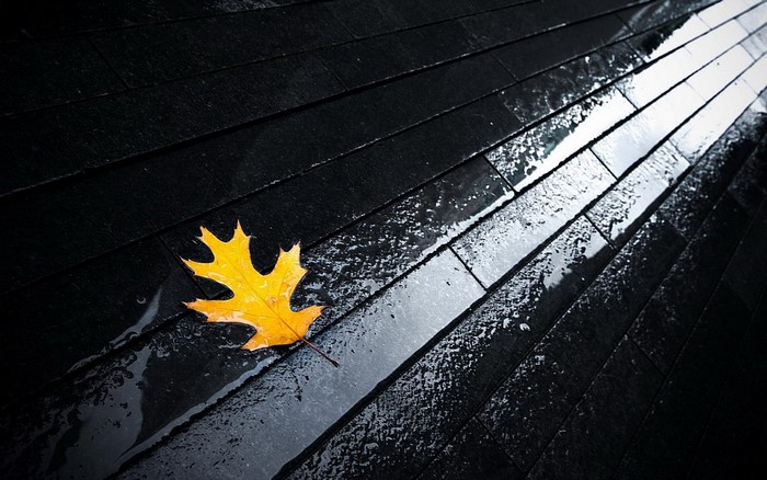Yellow leaf on wet black pavement