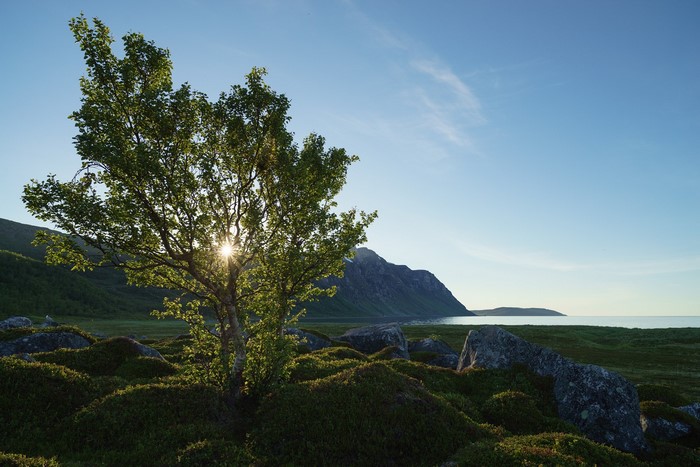 Tree on a rocky coast with mountains and sea