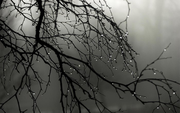 Tree branches with water drops in fog