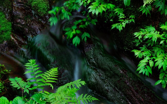 Green ferns and mossy rocks by a stream