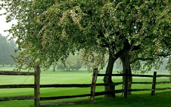 Wooden fence in front of a flowering tree and green field