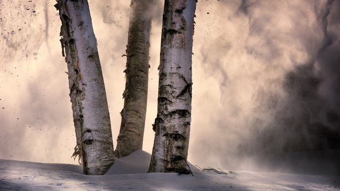 Birch trees in a snowstorm