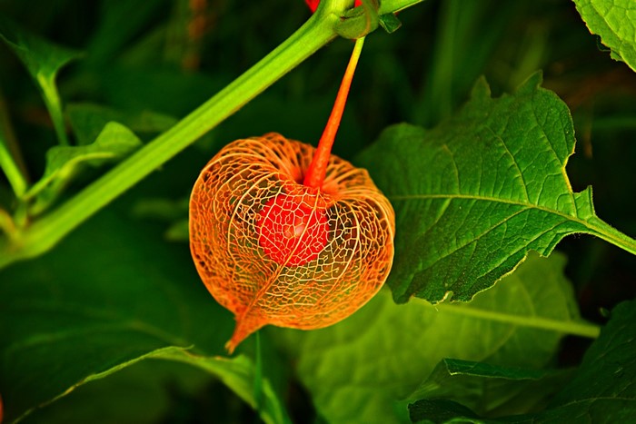 Chinese lantern plant with red fruit