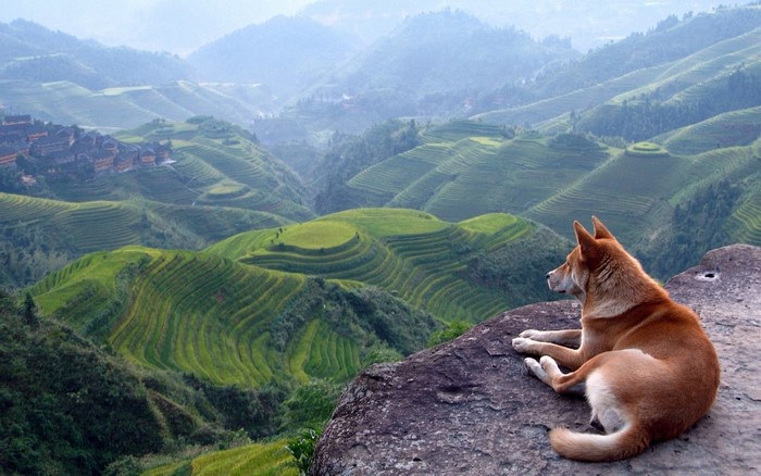 Dog on a rock overlooking rice terraces