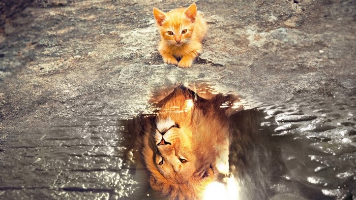 Kitten's reflection shows a powerful lion
