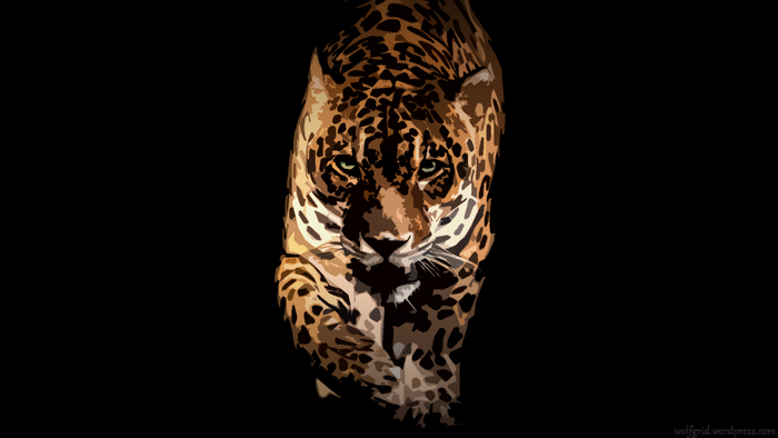 Jaguar walking forward on black background