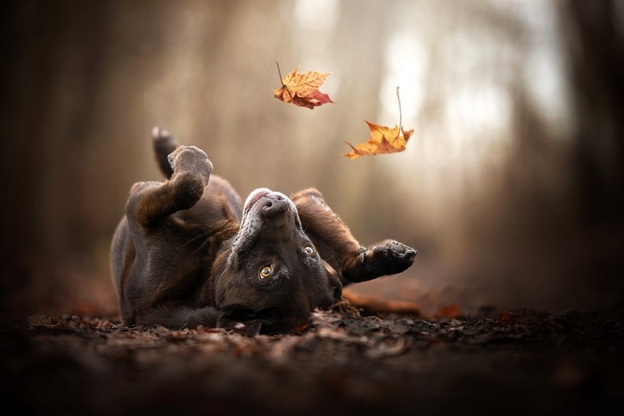 Chocolate lab dog rolling in autumn leaves