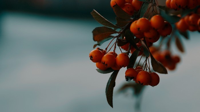 Close-up of orange berries on a branch