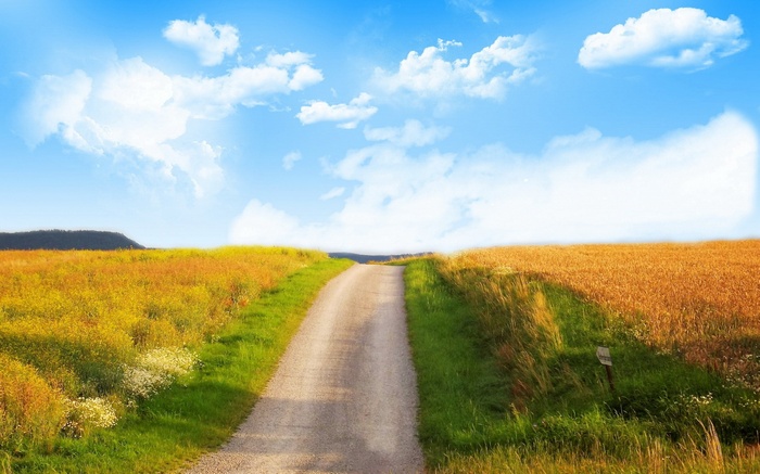 Dirt road through fields of wheat and wildflowers under a blue sky