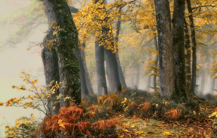 Misty forest with autumn foliage and ferns