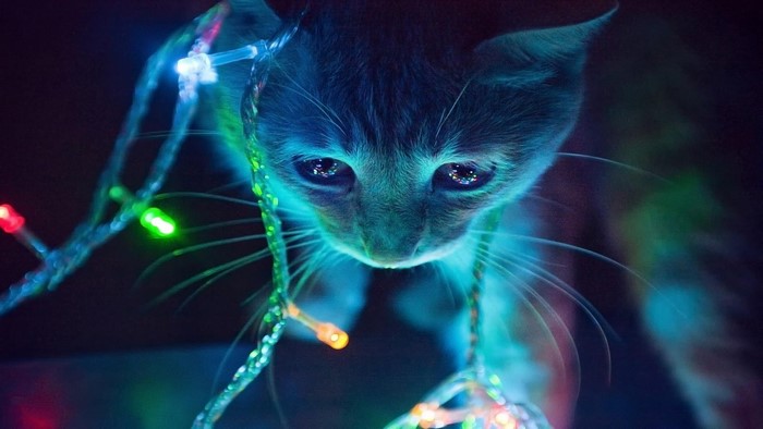Cat with colorful Christmas lights