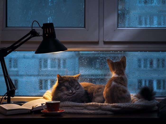 Two cats by a window on a rainy day