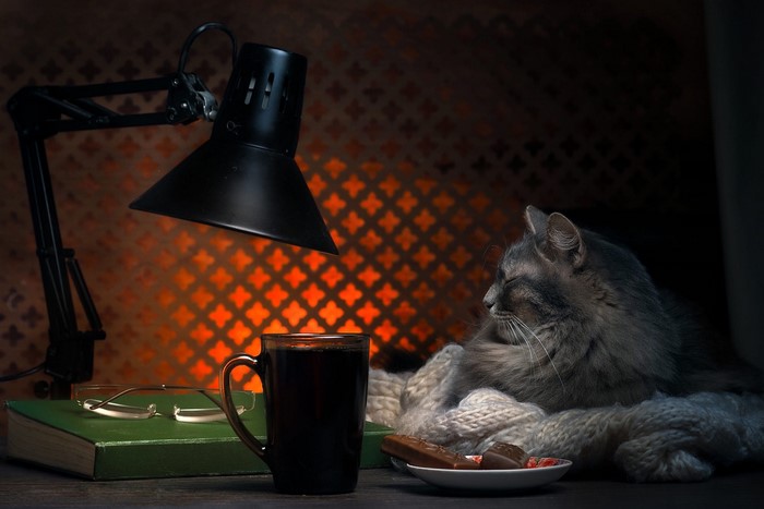 Cat by a lamp with a book and coffee