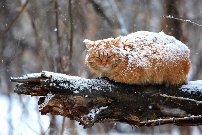Orange cat covered in snow sitting on a branch