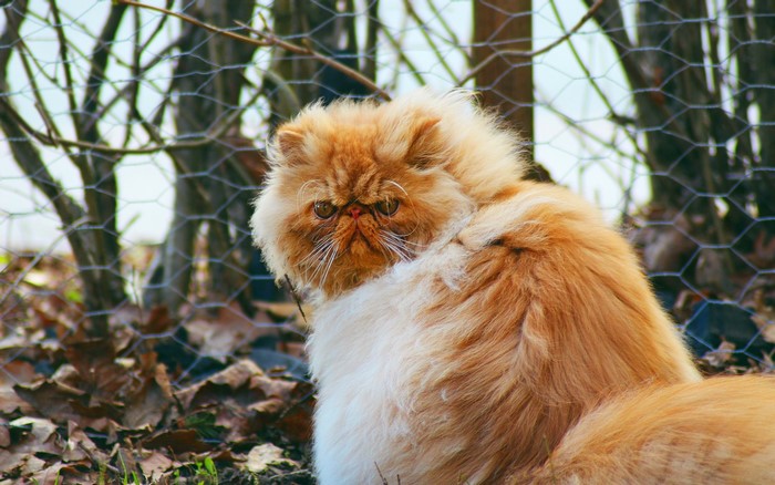 Orange Persian cat sitting outdoors near a fence