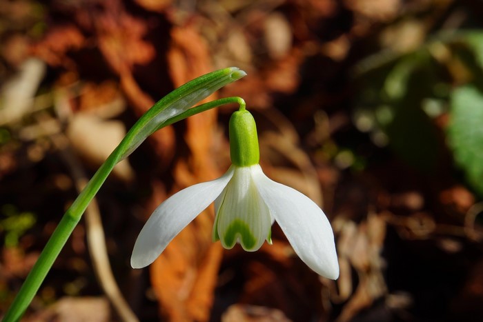 A single snowdrop flower with green markings