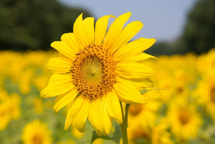 A single sunflower in a field of sunflowers