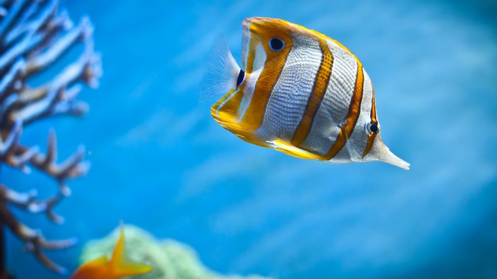 A copperband butterflyfish swims in blue water near coral