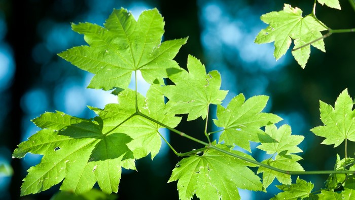 Green maple leaves on branches with blurred blue background
