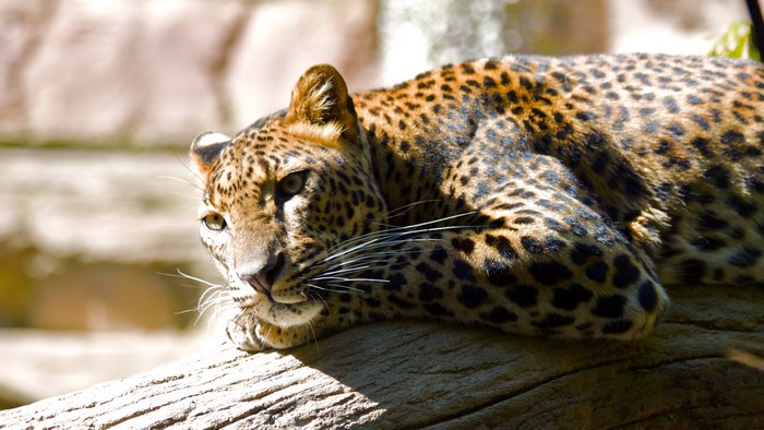 Leopard resting on a tree branch