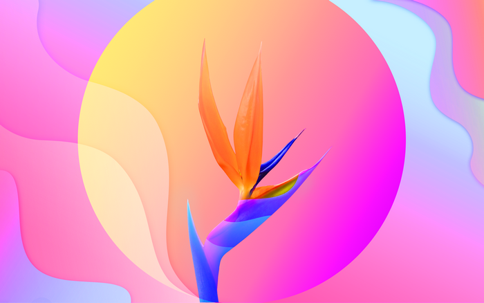 Bird of Paradise flower on a colorful gradient background