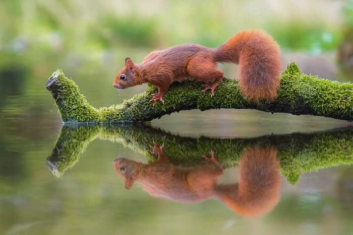 Red squirrel on mossy branch reflected in water