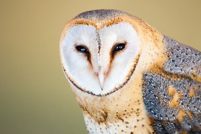 Close-up of a barn owl