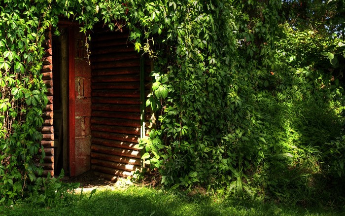 Doorway overgrown with green plants and dappled sunlight