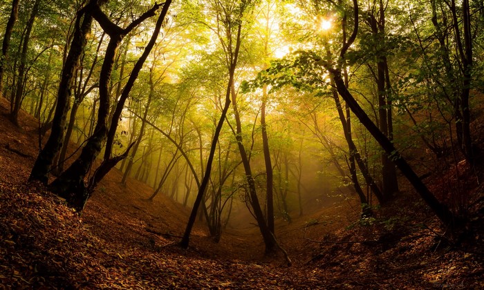 Sunlight filtering through trees in a misty forest during fall