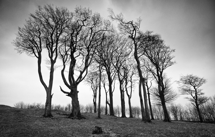 Bare trees on a grassy hill under an overcast sky