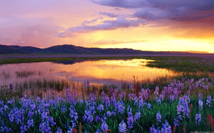 Field of purple flowers by a lake at sunset