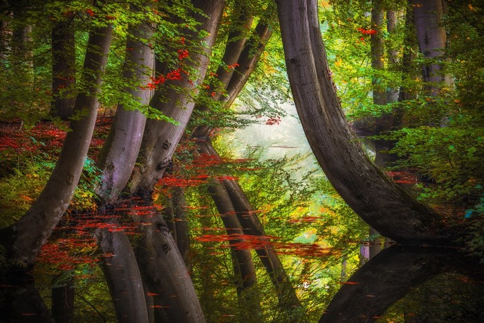 Trees reflected in calm water in a forest