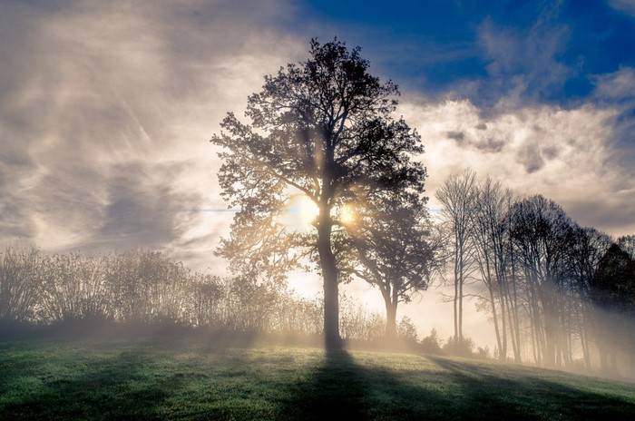 Misty landscape with trees and sunlight