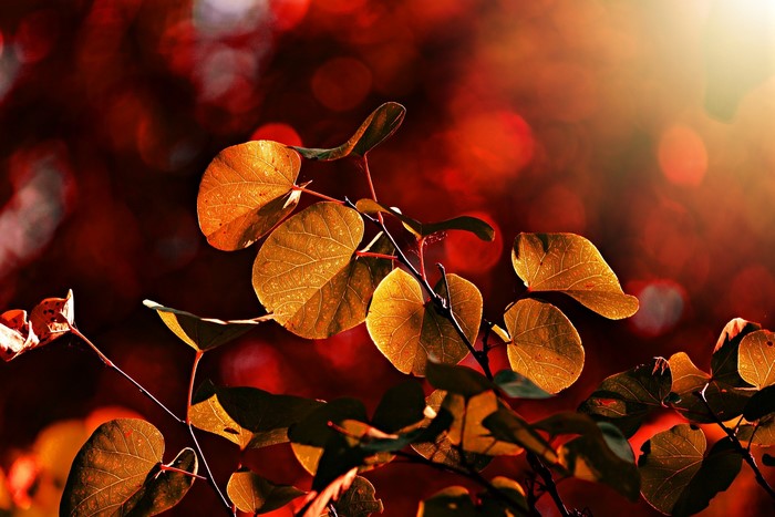Autumn leaves with bokeh background