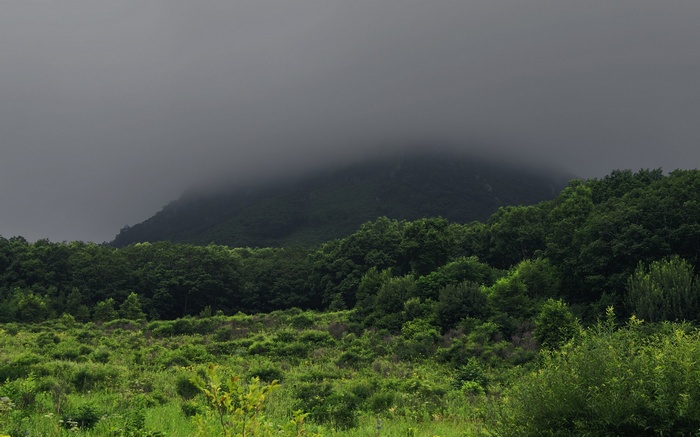 Misty mountain peak behind a dense forest