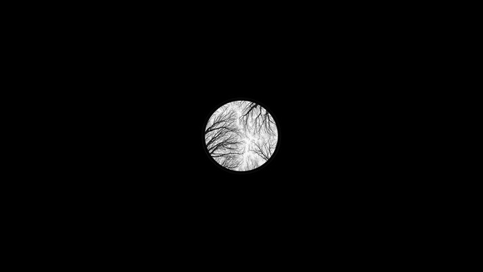 Black background with a circle showing tree branches