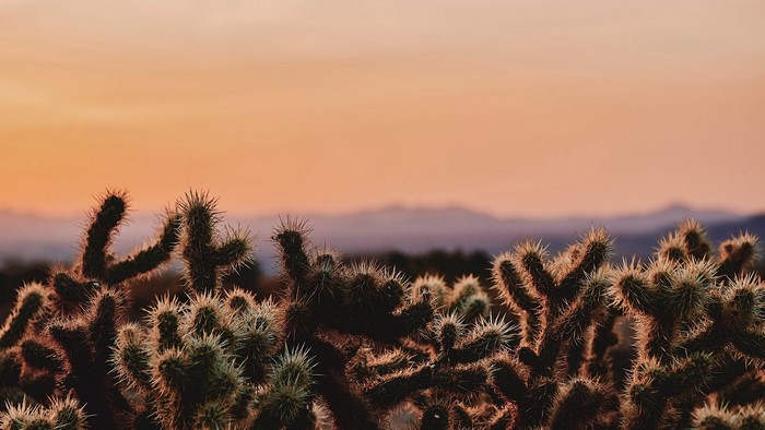 Cholla cactus in the desert at sunset
