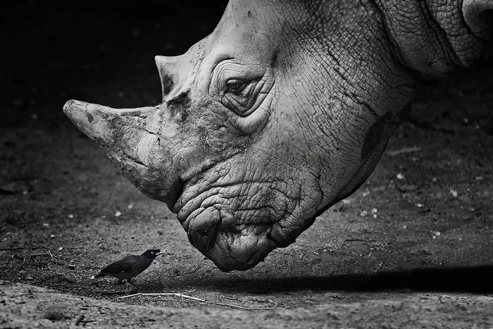 Rhinoceros head and a bird on the ground